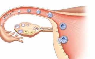 Зачатие и овуляция
