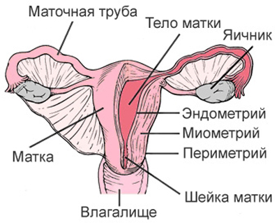 женские половые органы (схема)