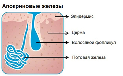 структура потовых желез