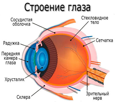 схема глаза