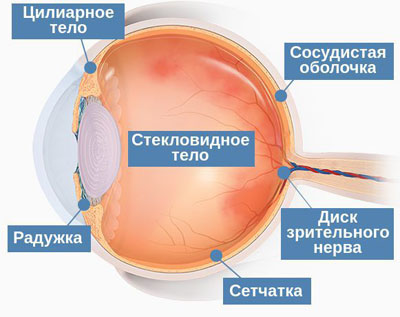 структуры глаза